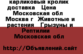 карликовый кролик. доставка › Цена ­ 500 - Московская обл., Москва г. Животные и растения » Грызуны и Рептилии   . Московская обл.